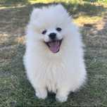 Szpic miniaturowy pomeranian śnieżnobiały piesek z rodowodem