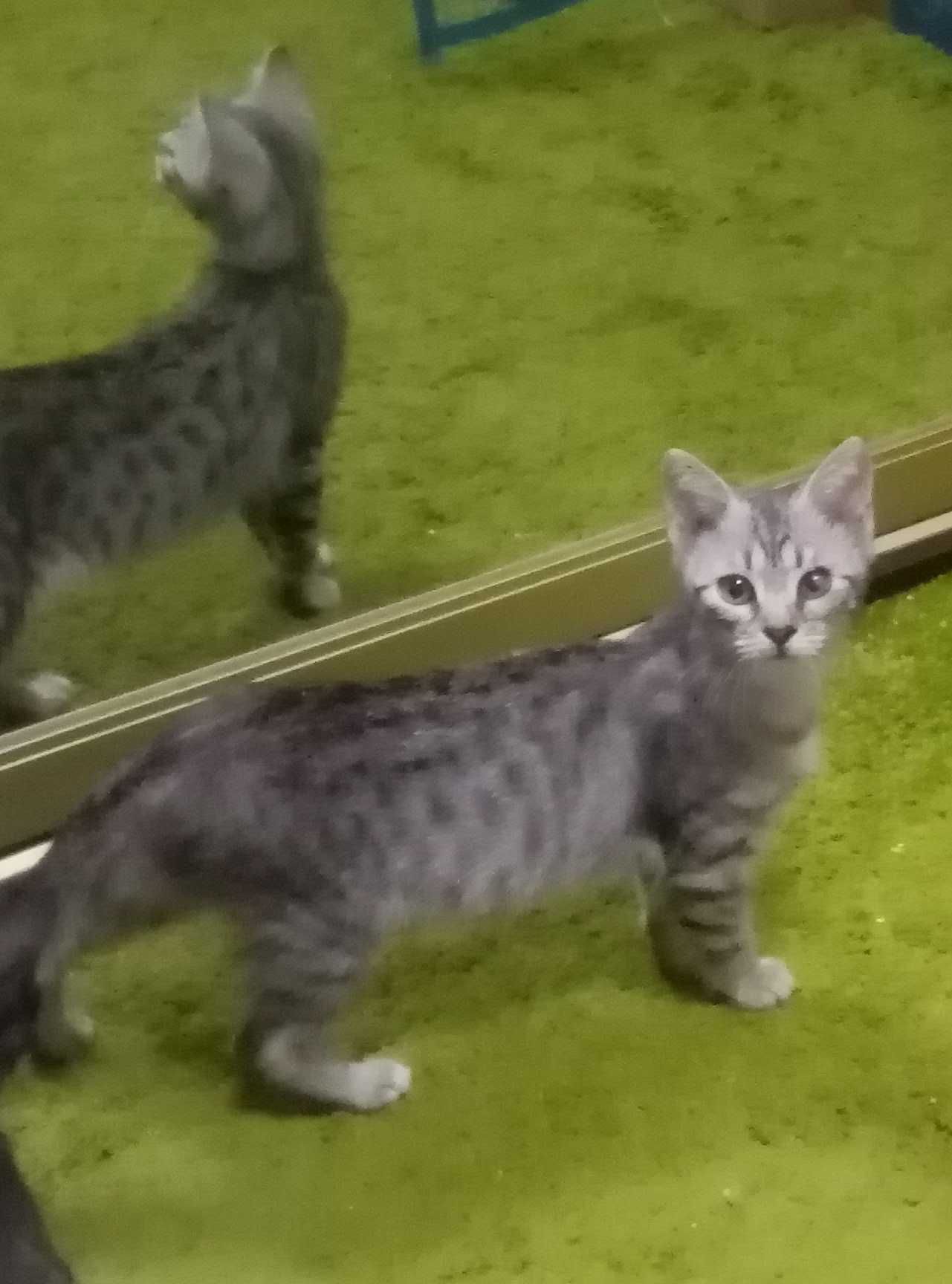 Котята бесплатно Харьков