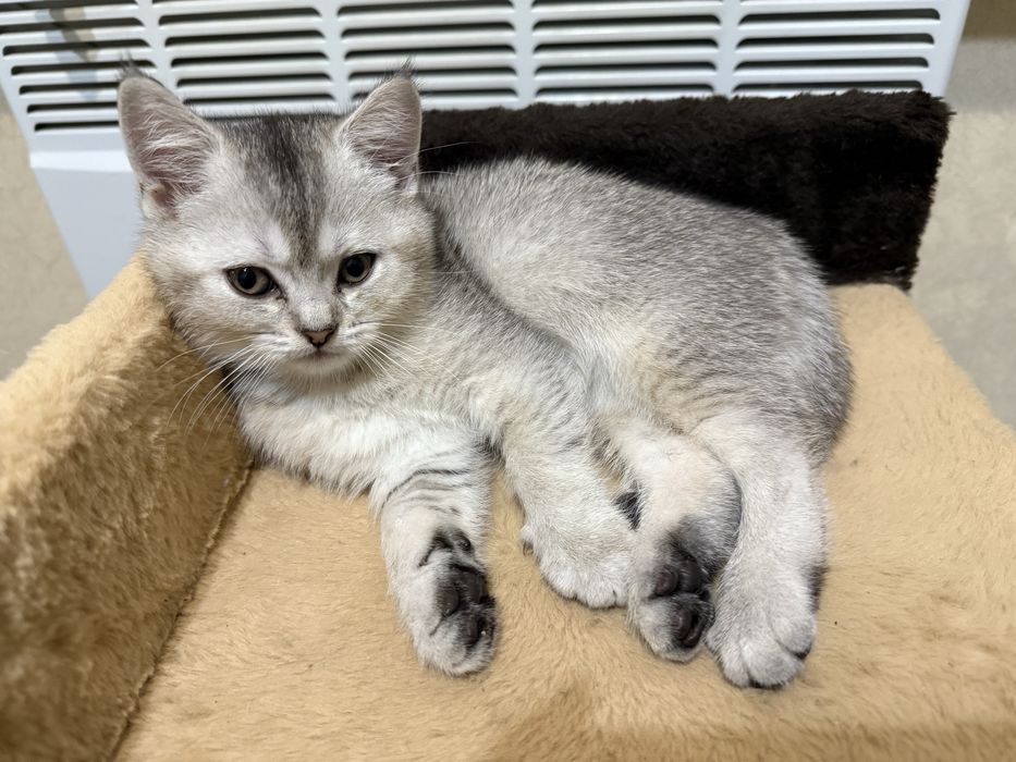 Продам котят скоттиш страйт