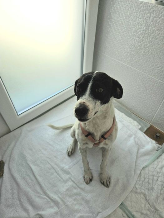 Cão Fofo para Adoção - Urgente