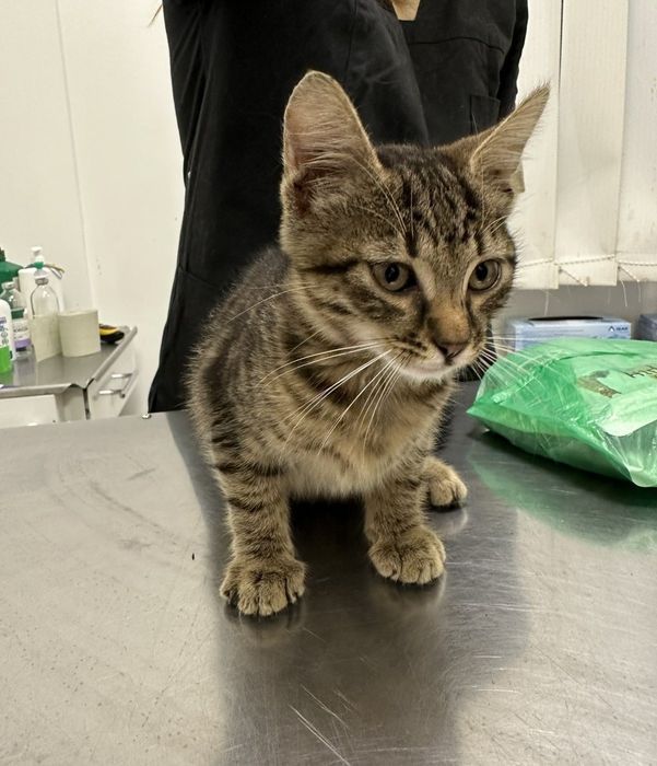 Прилаштовується миле тримісячне кошеня