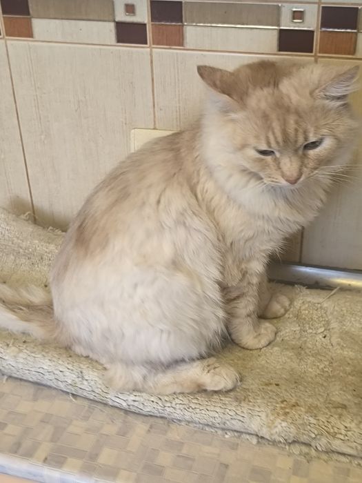 Котик,кіт в добрі руки