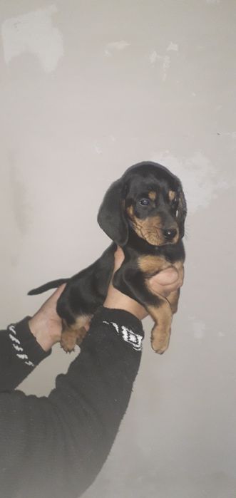 Метис таксы девочка