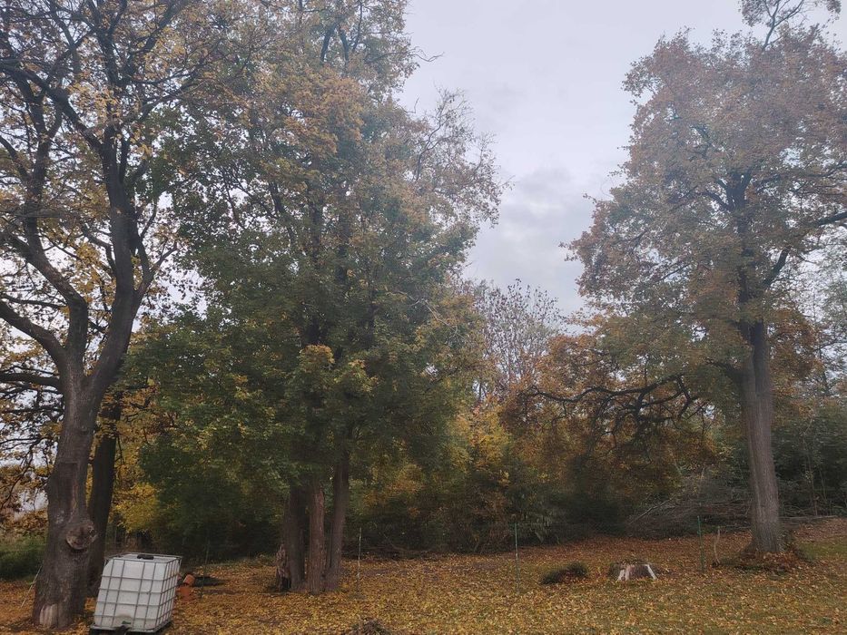 Oddam  DRZEWO ZA Ścinke.