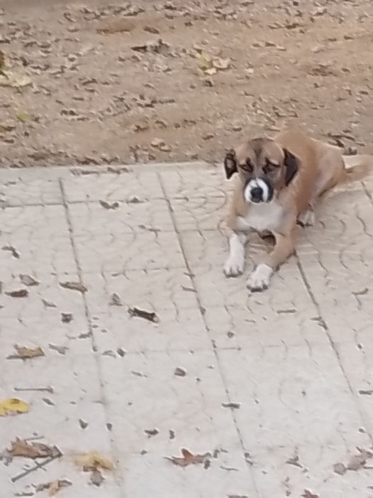 Cadela para adoção