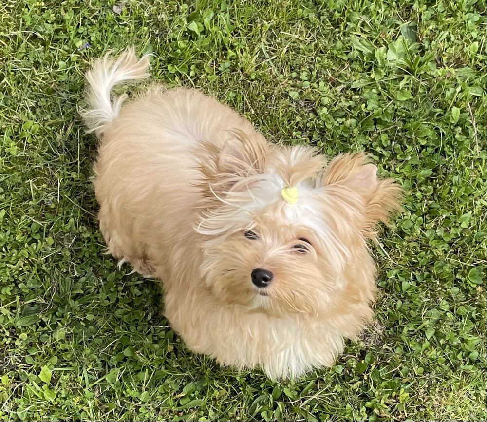 Golddust york, yorkshire terrier