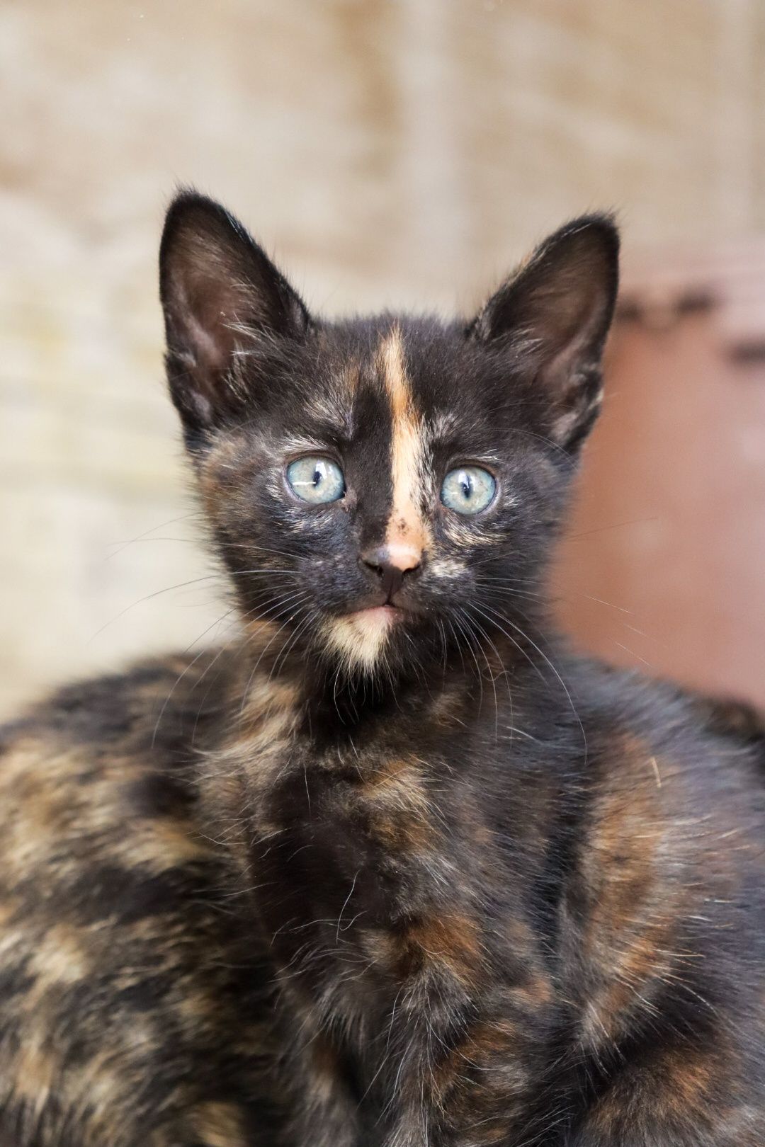 Gatos com 5 semanas para adoção