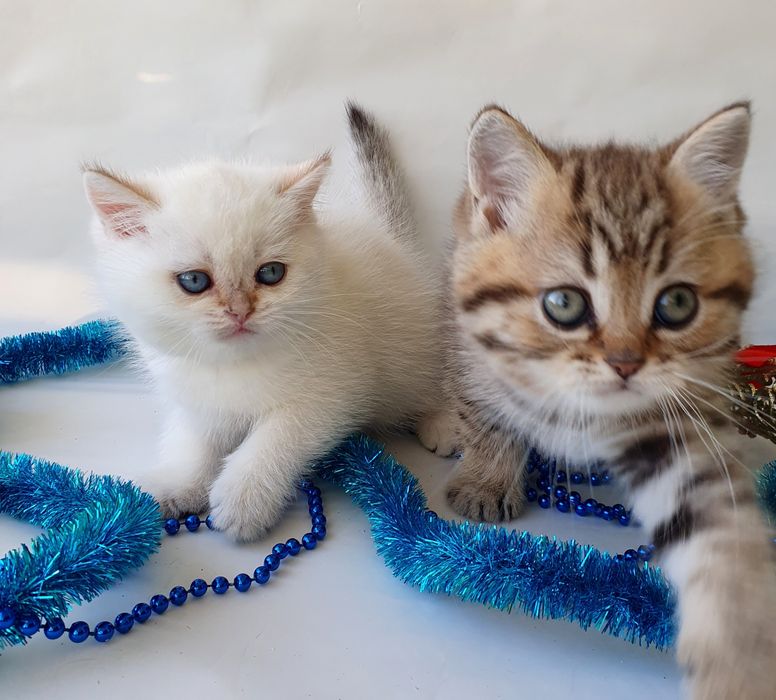 Киев котики братики клубные британци. Котята, котенок, кошенята