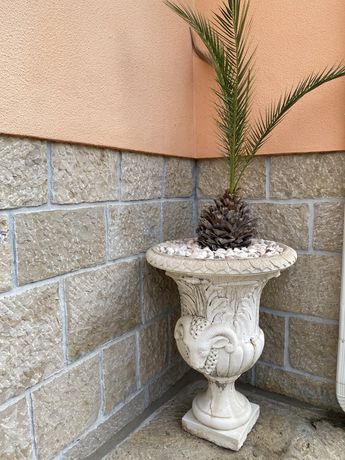Vaso de jardim com palmeira