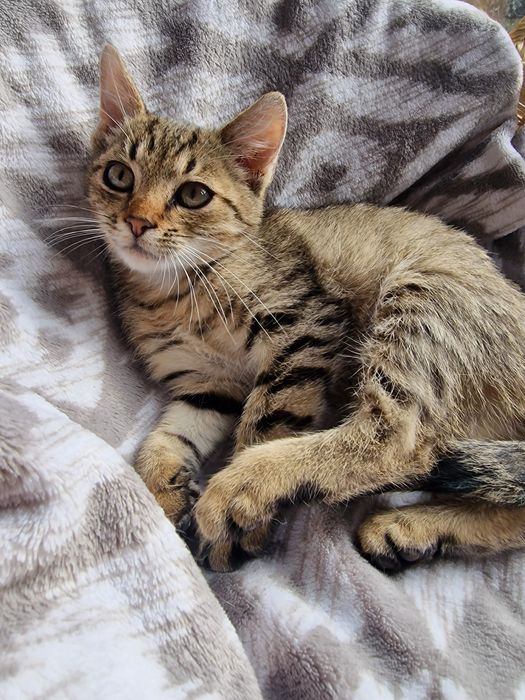 Przecinek czeka na dom