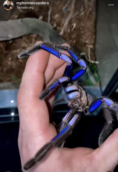 Chilobrachys natanicharum (electric blue) 2,5 dc para