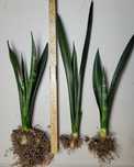 Sansevieria Black sword