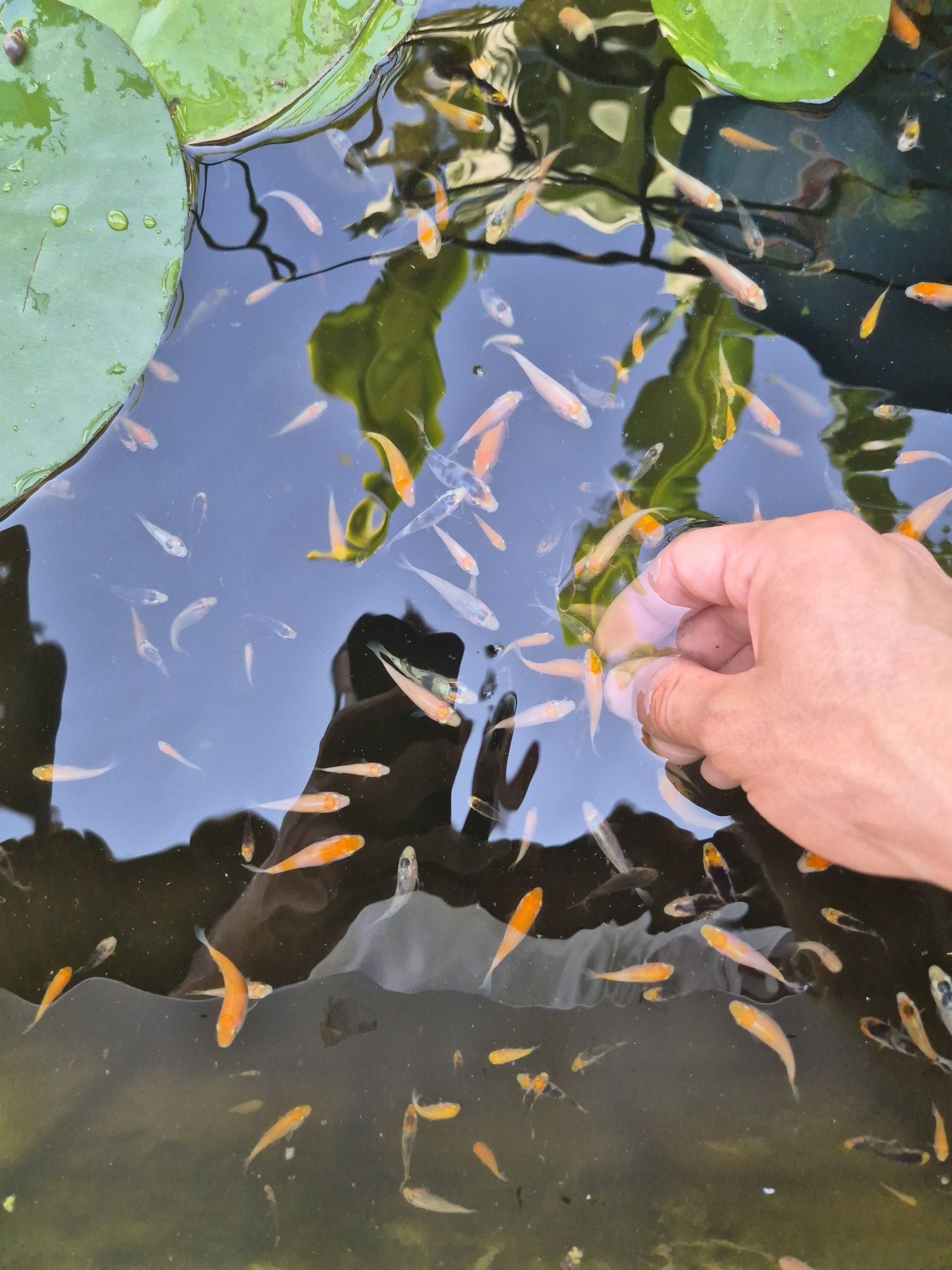 Carpas koi 2 a 3 cm