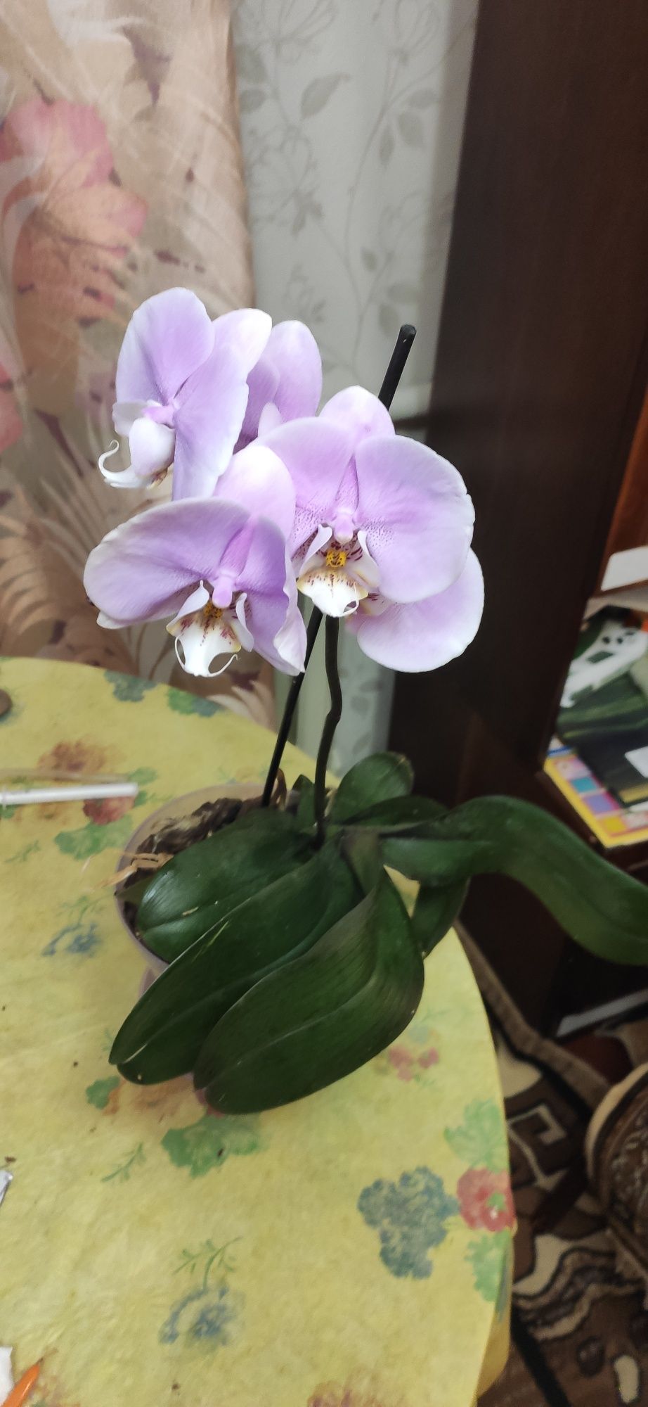 Орхидея фиалетовая в вазоне