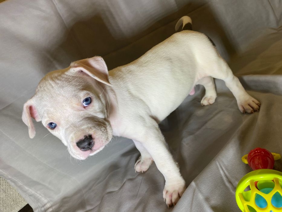 В наявності Амстафф 5 шт