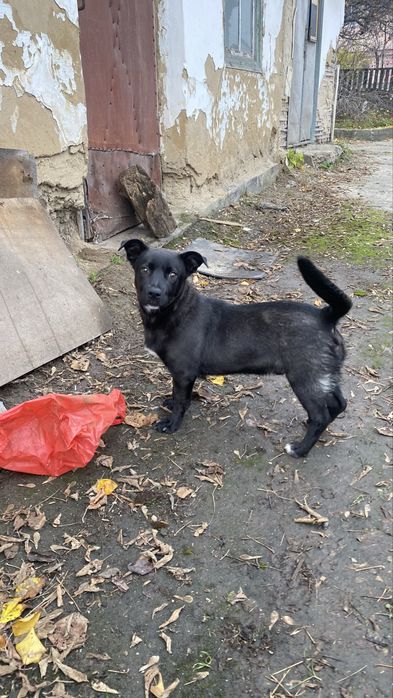 В добрі руки собачка