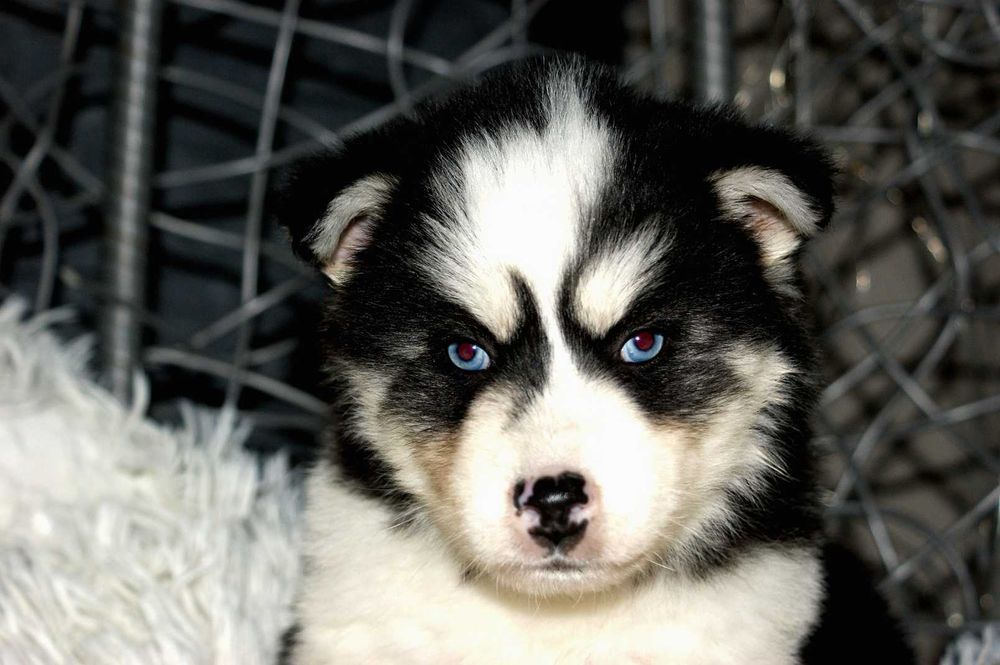 Piesek Syberian Husky długowłosy miś szczeniaczek Polecam chip metryka