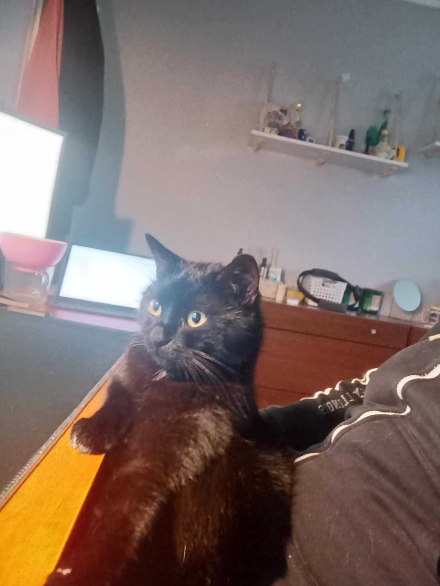 Kot do adopcji - Ciciuni