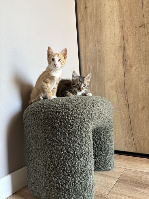 Кошеня кіт кішка