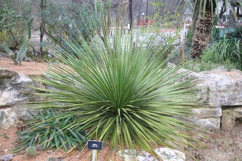 Dasylirion texanum wheeleri lucidum. Meksykańska trawa.