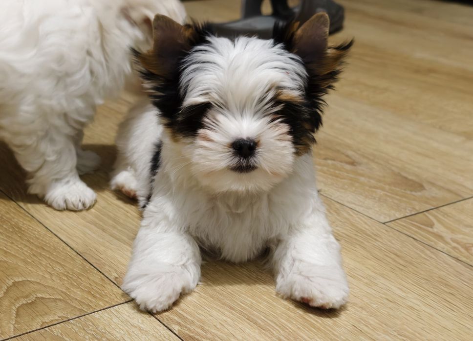Biewer yorkshire terrier