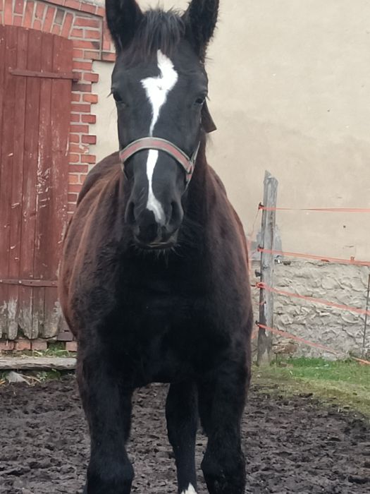 Klaczka Śląska odsadek