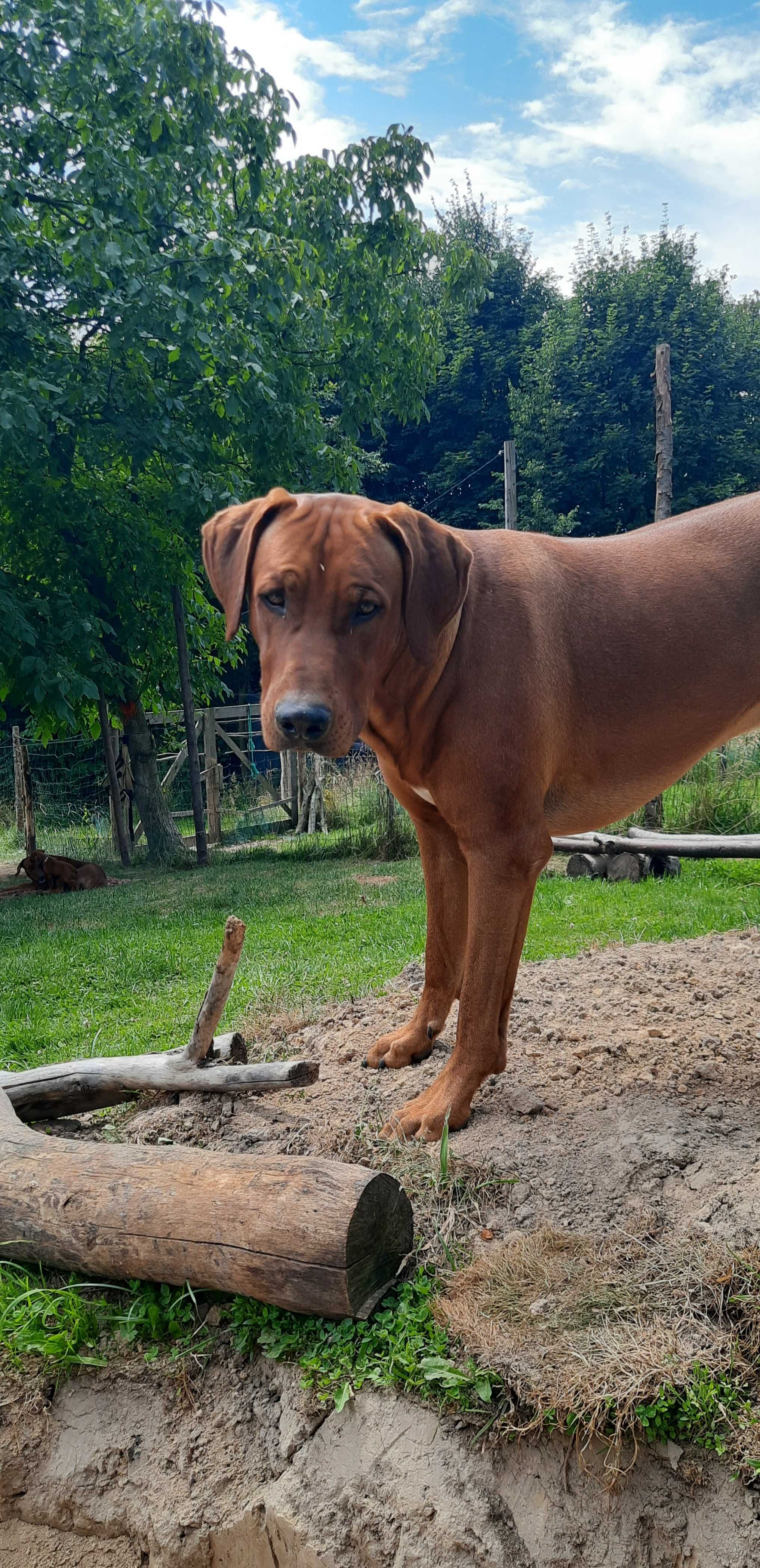 Szczeniak Rhodesian Ridgeback Hodowla ZKwP/FCI