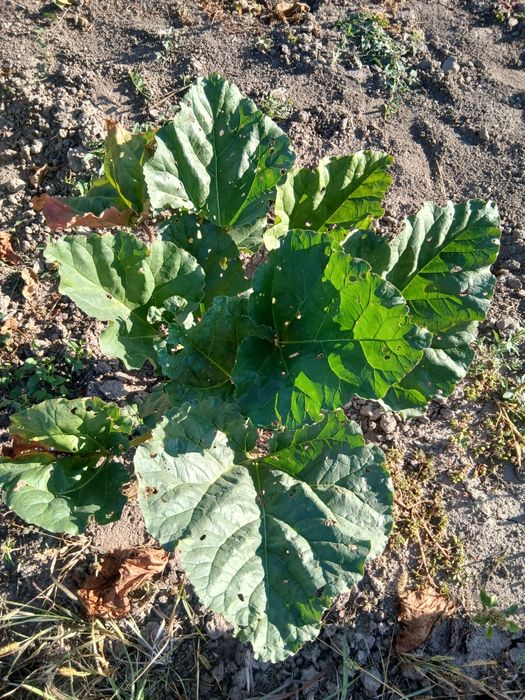 Саджанці раннього сорту ревеня Вікторія