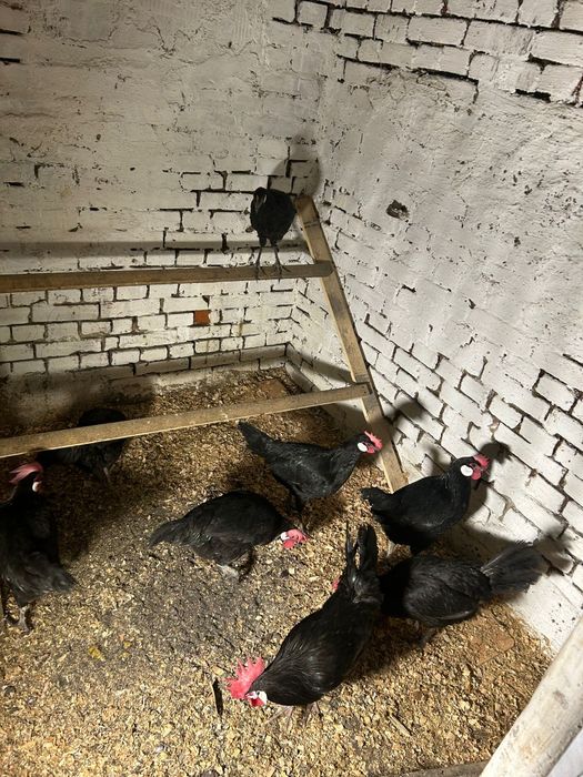 Miniory jaja lęgowe