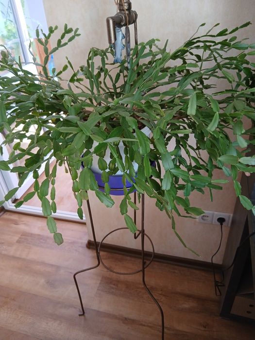 Продам интерьерные комнатные растения:папоротник, зигокактус.