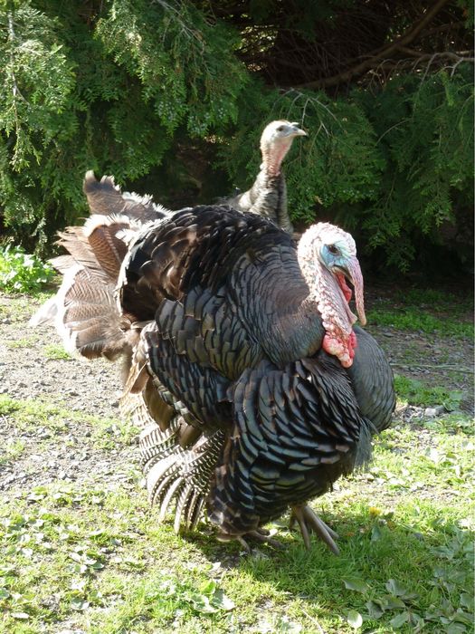 Цифрова камера Panasonic Lumix DMC-TZ10