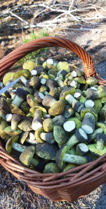 Gąski Zielonki. Grzyby