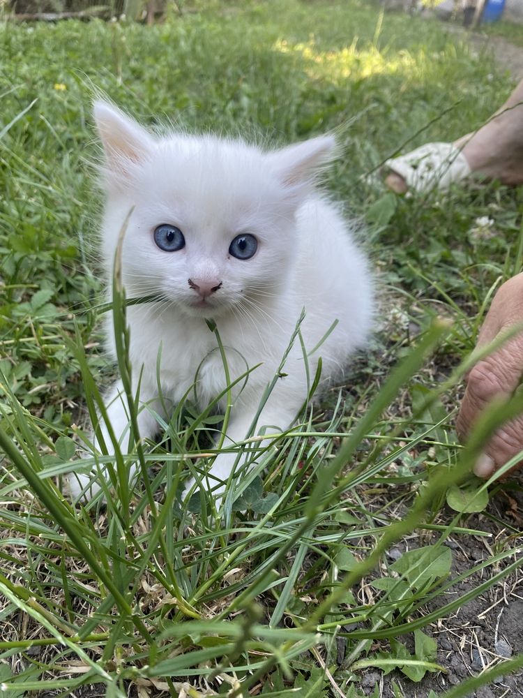 Кошеня. Віддам у добрі руки
