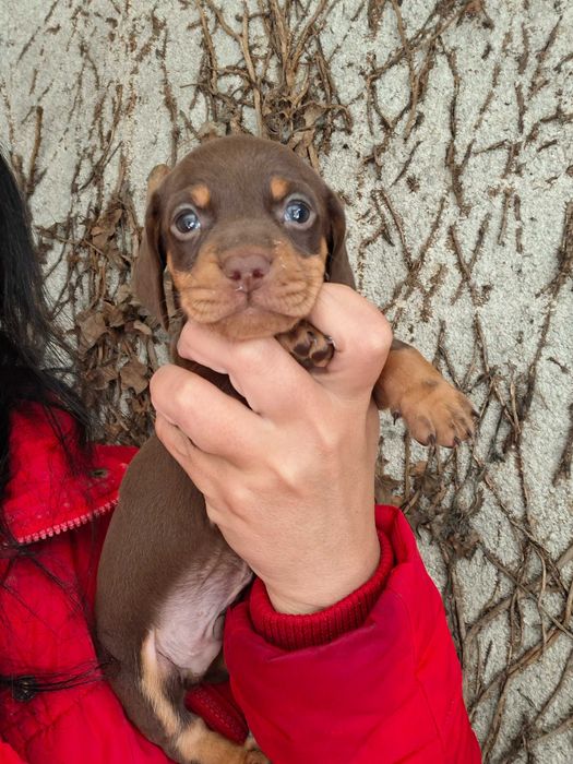 Teckel macho chocolate