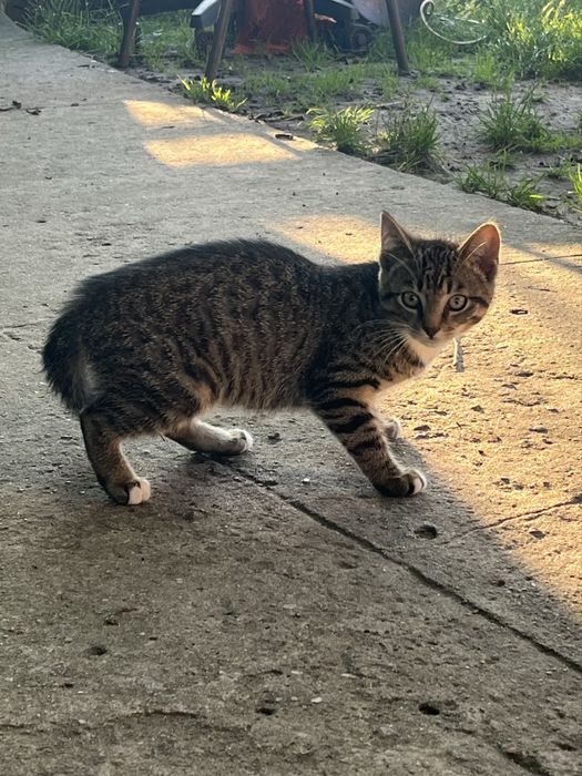 3-miesieczne kociaki szukają domów