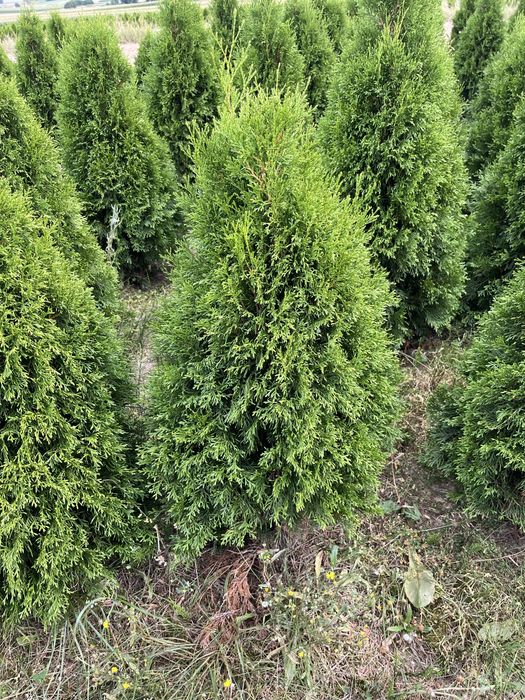 tuja szmaragd doniczka c3