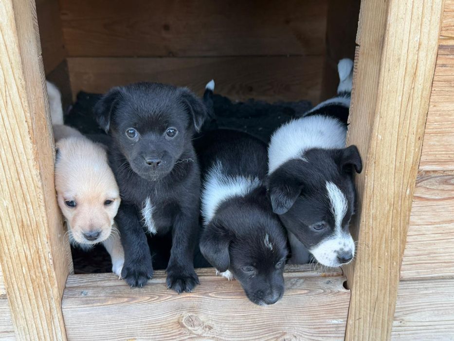 Oddam w dobre ręce psiaki. Odrobaczone i zaszczepione.