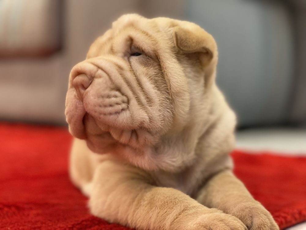 Cachorro Shar Pei