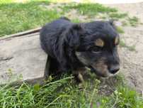 Border collie mix