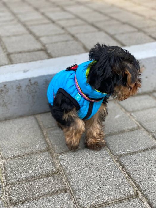 Міні йорк. Йоркширський тер'єр.