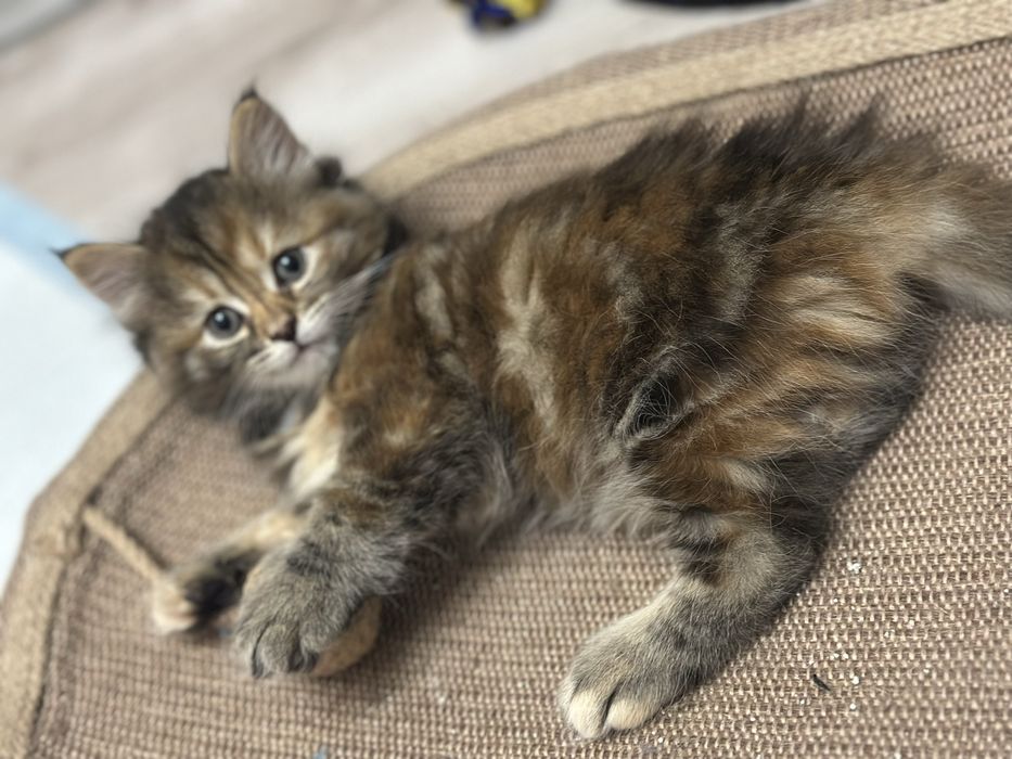 Piękna Kotka Syberyjska AURORA SeverynKa*PL