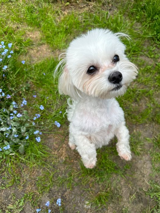 Вʼязка мальтійської болонки (мальтезе)