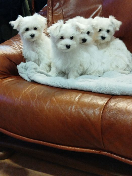 Sprzedam suczkę maltańczyk