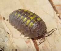 Izopody, kulanki, Armadillidium granulatum "Lemon"