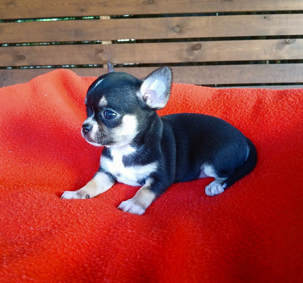 Śliczna suczka chihuahua
