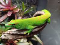 P. madagascariensis jaszczurka dzienna zielona gekon