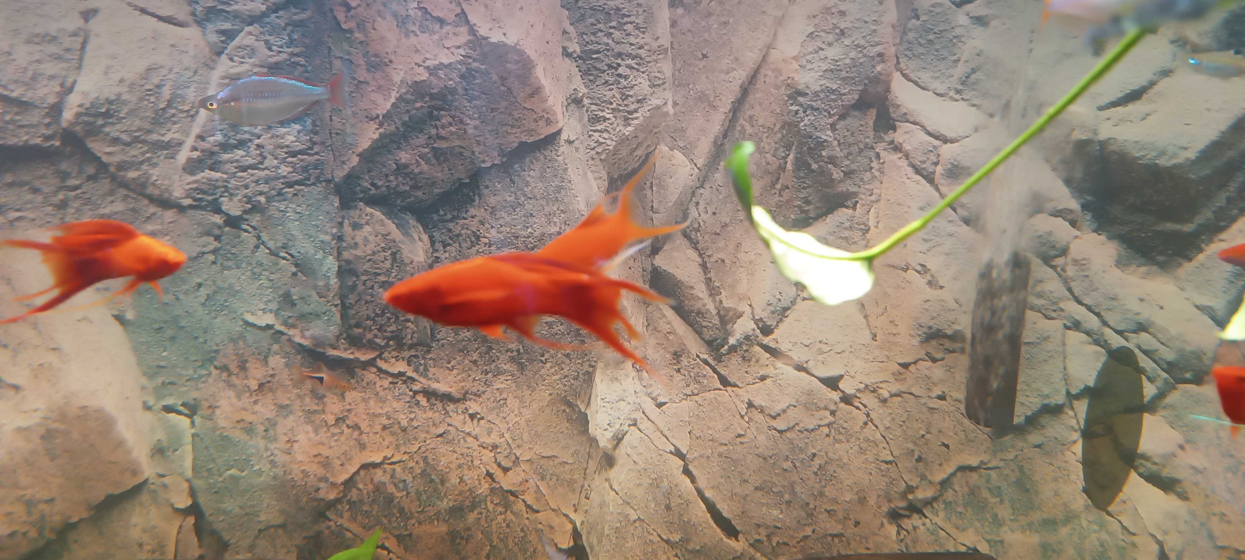 Akwarium z szafka juwel 450 r fluval fx6 lira delta mieczyki corodyras