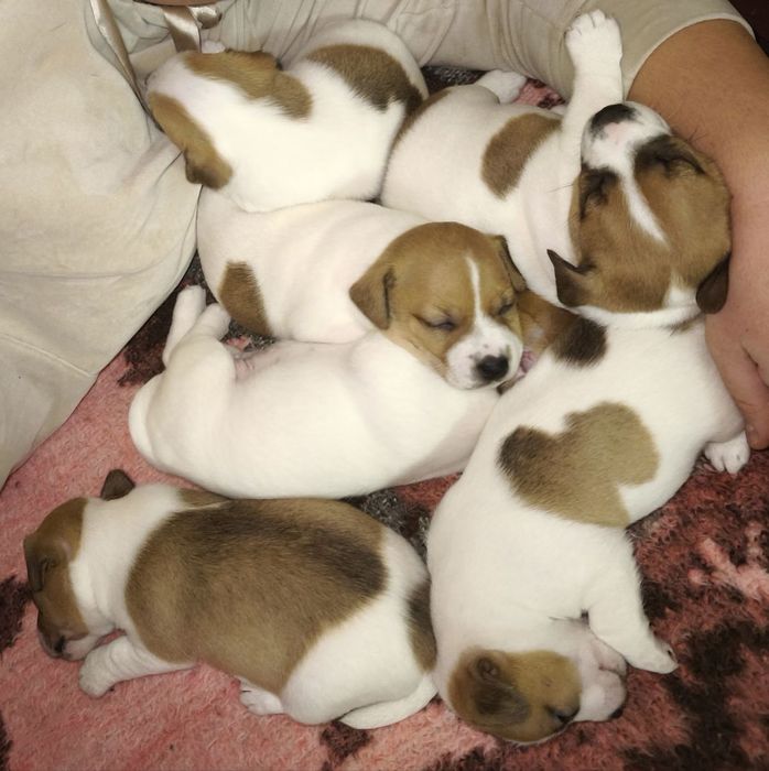 «Веселі дослідники Джек Рассел — малюки, які закохують з першого погля