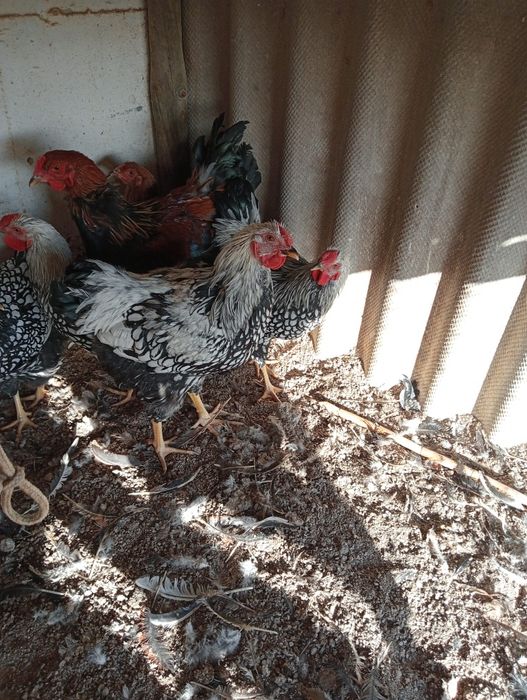 Galos wyandote e brahma perdiz dourada, 30€ cada.
