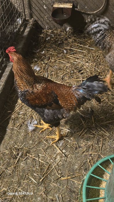 Vendo patos mudos e garnizos